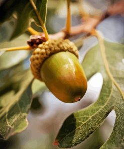 Acorn Nut Diamond Painting