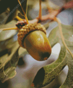 Acorn Nut Diamond Painting