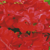 Red Geranium Flowers Diamond Painting