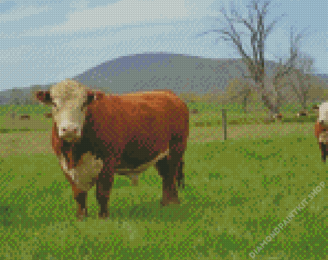 Hereford Cows Diamond Painting