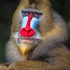 Red Nose Baboon Diamond Painting