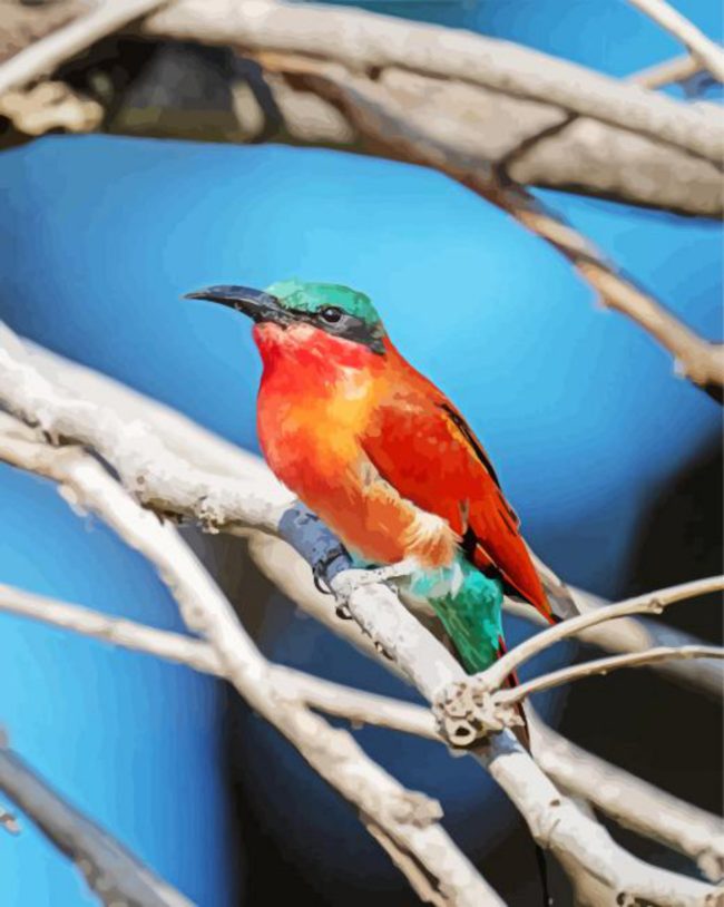 Southern Carmine Bee Eater On Branch Diamond Painting