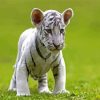 White Tiger Cub Diamond Painting