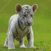 White Tiger Cub Diamond Painting