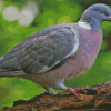 Wood Pigeon Bird Diamond Painting