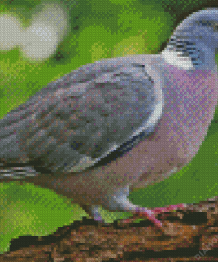 Wood Pigeon Bird Diamond Painting