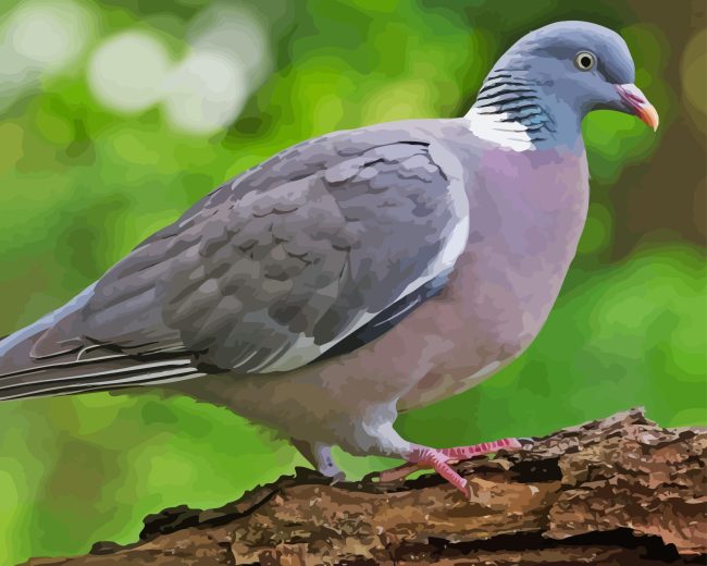 Wood Pigeon Bird Diamond Painting