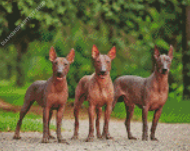 Mexican Hairless Dogs Diamond Painting