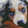 Australian Shepherd Blue Eyes Diamond Painting