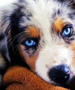 Australian Shepherd Blue Eyes Diamond Painting