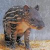 Baby Tapir Diamond Painting