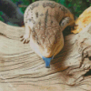 Blue Tongued Skink Diamond Painting