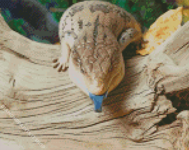 Blue Tongued Skink Diamond Painting