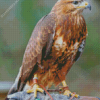 Common Buzzard Diamond Painting