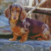 Dachshund Long Haired Puppy Diamond Painting