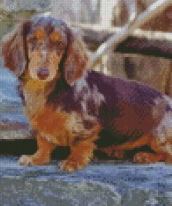 Dachshund Long Haired Puppy Diamond Painting