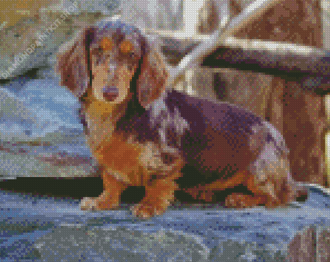 Dachshund Long Haired Puppy Diamond Painting