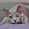 Grey Kitty Diamond Painting