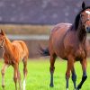 Horse And Colt Diamond Painting