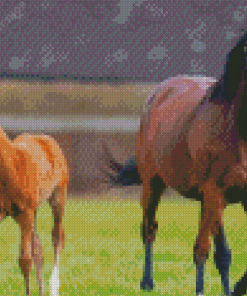 Horse And Colt Diamond Painting