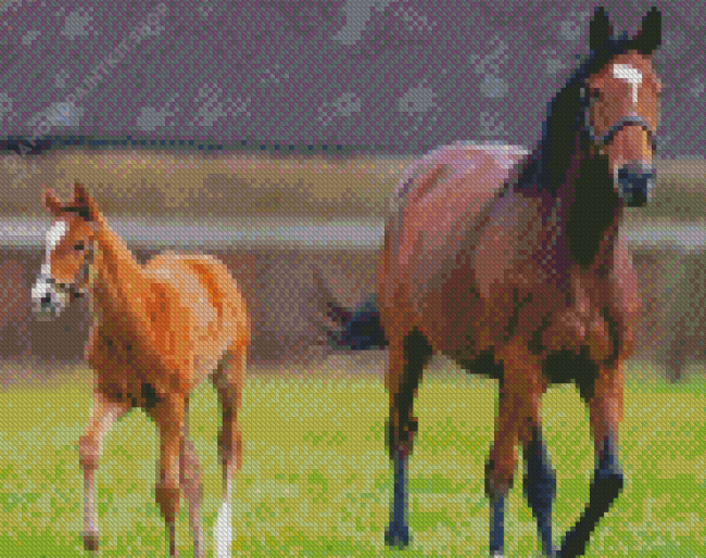 Horse And Colt Diamond Painting