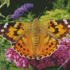 Painted Lady Butterfly Diamond Painting