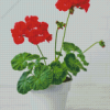 Red Geranium Flower In Pot Diamond Painting