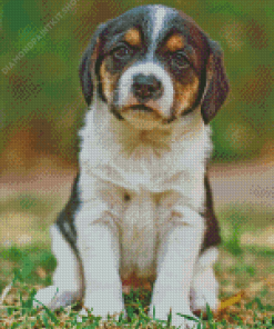 Treeing Walker Coonhound Puppy Diamond Painting