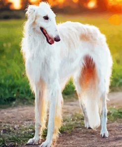 White Borzoi Dog Diamond Painting