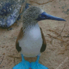 Baby Blue Footed Booby Diamond Painting