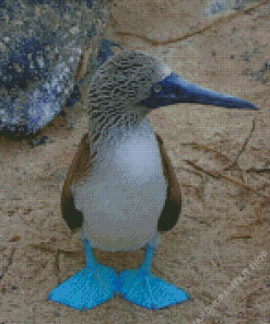 Baby Blue Footed Booby Diamond Painting