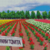 Farm Tomita Hokkaido Diamond Painting