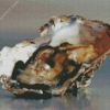 Oyster Pearl Diamond Painting