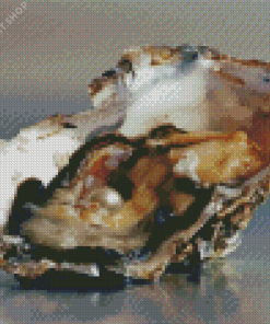 Oyster Pearl Diamond Painting