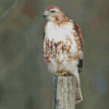 Red Tailed Hawk Bird Diamond Painting