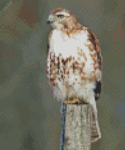 Red Tailed Hawk Bird Diamond Painting