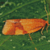 Aphelia Ochreana Diamond Painting