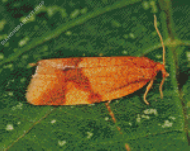 Aphelia Ochreana Diamond Painting