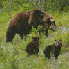 Bear Mother With Her Kids Diamond Painting