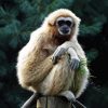 Beige Gibbon Diamond Painting