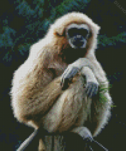 Beige Gibbon Diamond Painting