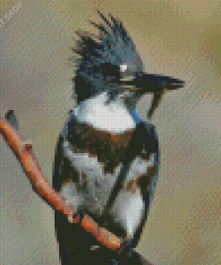 Belted Kingfisher Diamond Painting