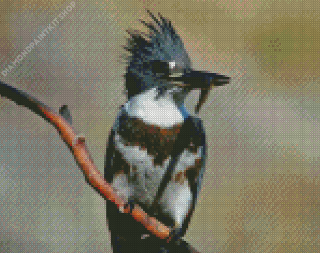 Belted Kingfisher Diamond Painting