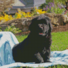 Black Newfie Puppy Diamond Painting