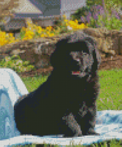 Black Newfie Puppy Diamond Painting