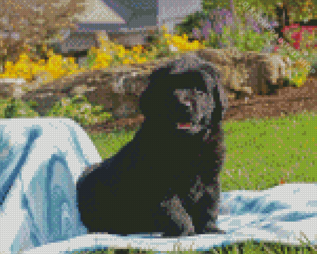 Black Newfie Puppy Diamond Painting