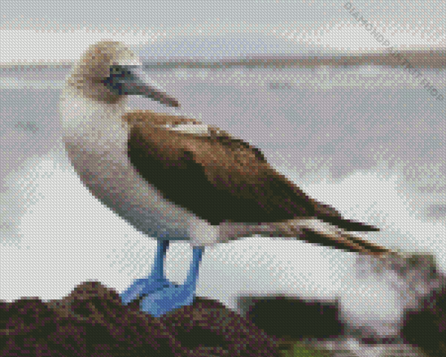 Blue Footed Boobies Bird Diamond Painting