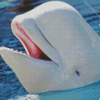 Beluga Whale Diamond Painting