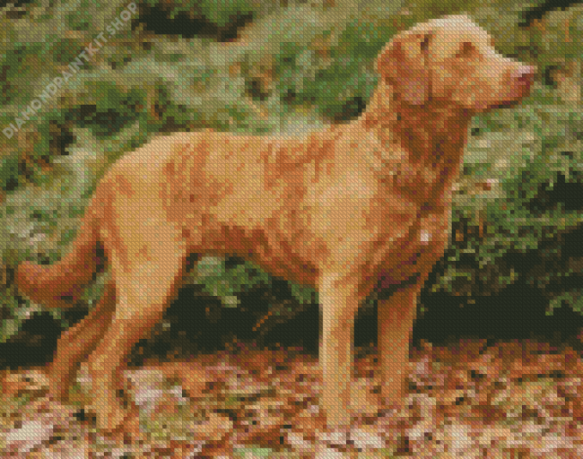 Chesapeake Bay Retriever Diamond Painting