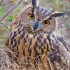 Cute Eurasian Eagle Owl Diamond Painting